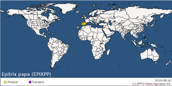Epitrix papa distribution map eppo