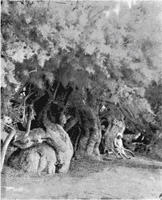 Fotografía en blanco y negro de árboles con el tronco retorcido