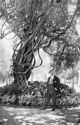 Fotografía en blanco y negro de un árbol singular y una persona