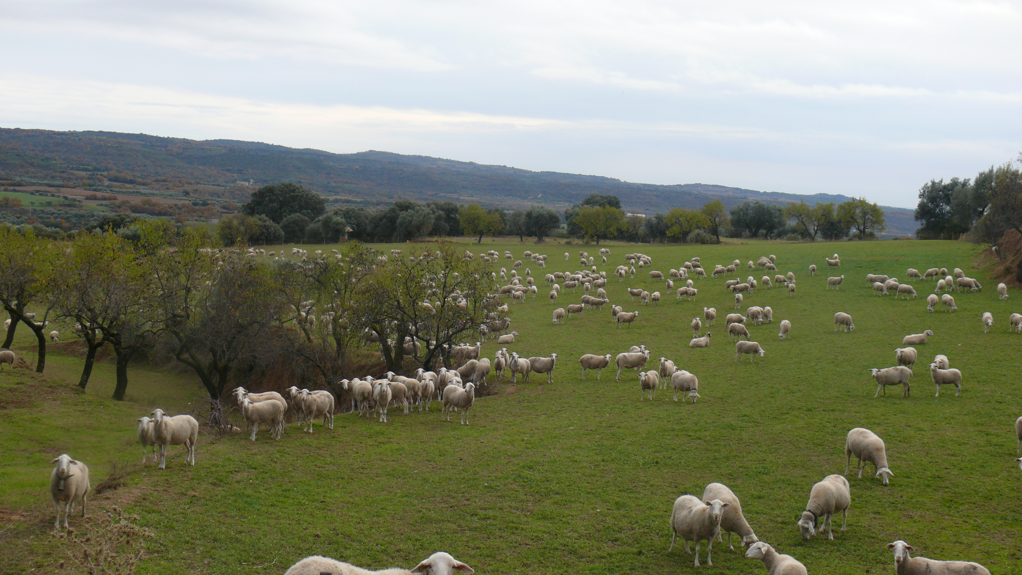 Ganado ovino aprovechando los pastos del pie de sierra a las afueras de Las Almunias de Rodellar