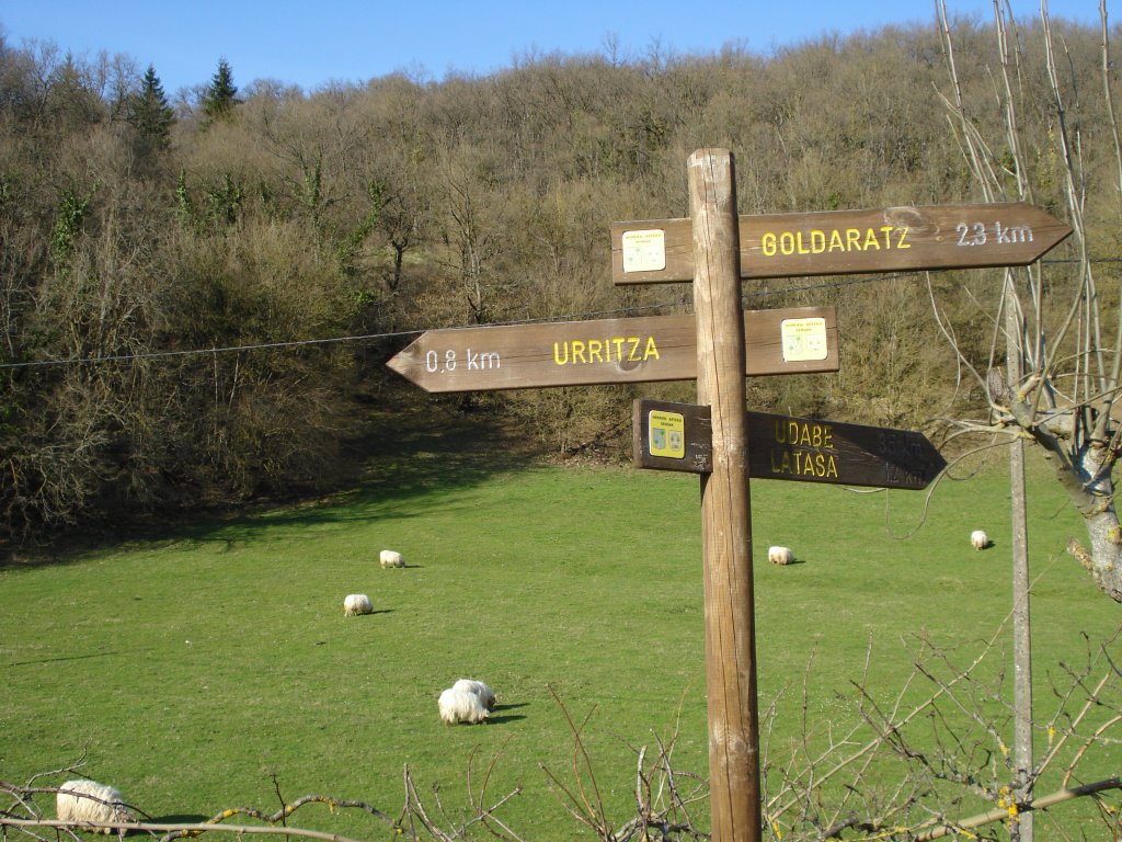 En el camino es habitual encontrar ovejas latxas pastando en los prados del valle