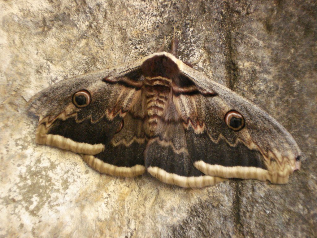 Primer plano del Gran Pavón Nocturno, la mariposa nocturna más grande de Europa
