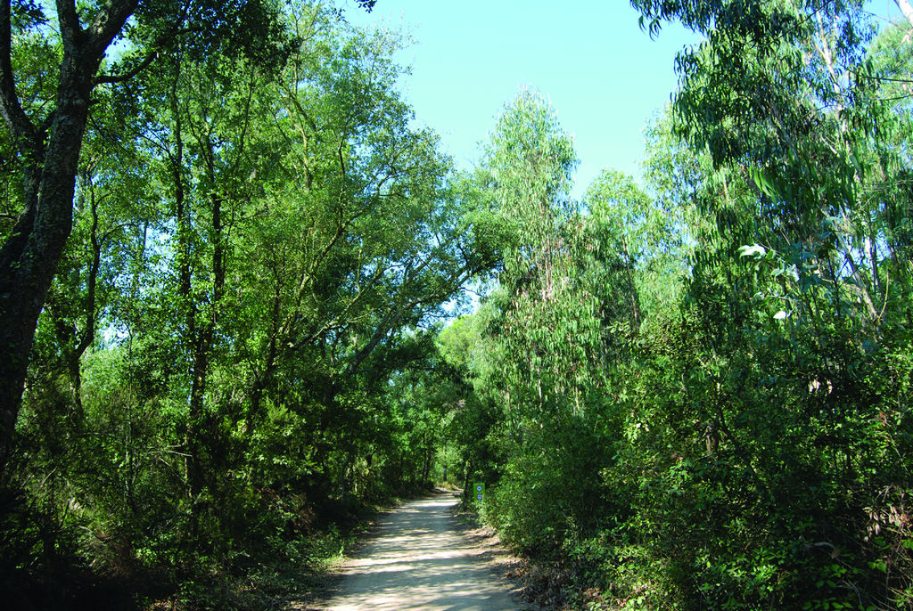 Camino entre pinos y alcornoques