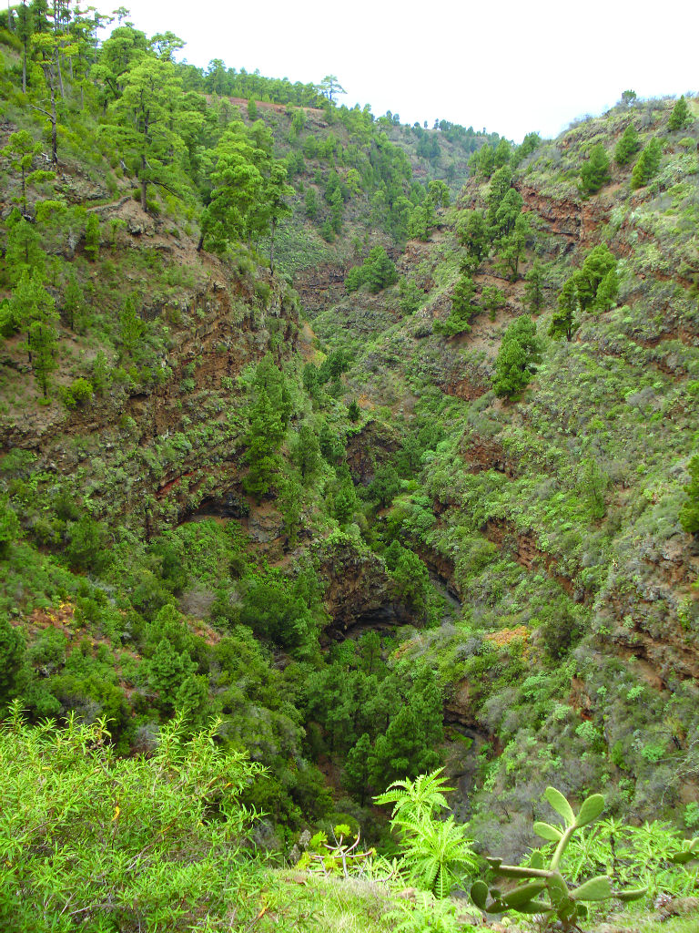 Barrancos y formaciones de sotobosque características de El Fayal