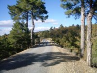 El Camino Natural entre los pinares de la Hoya de Teruel