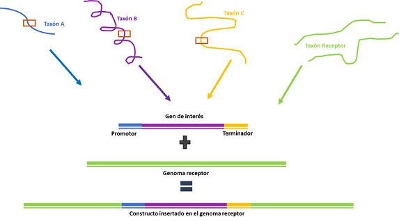 Esquema simplificado de la construcción de un gen de ADN modificado