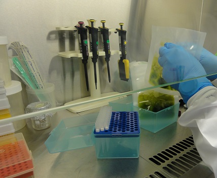 procesado de muestras vegetales en el interior de una cabina de seguridad biológica