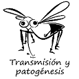 Transmisión y patogénesis