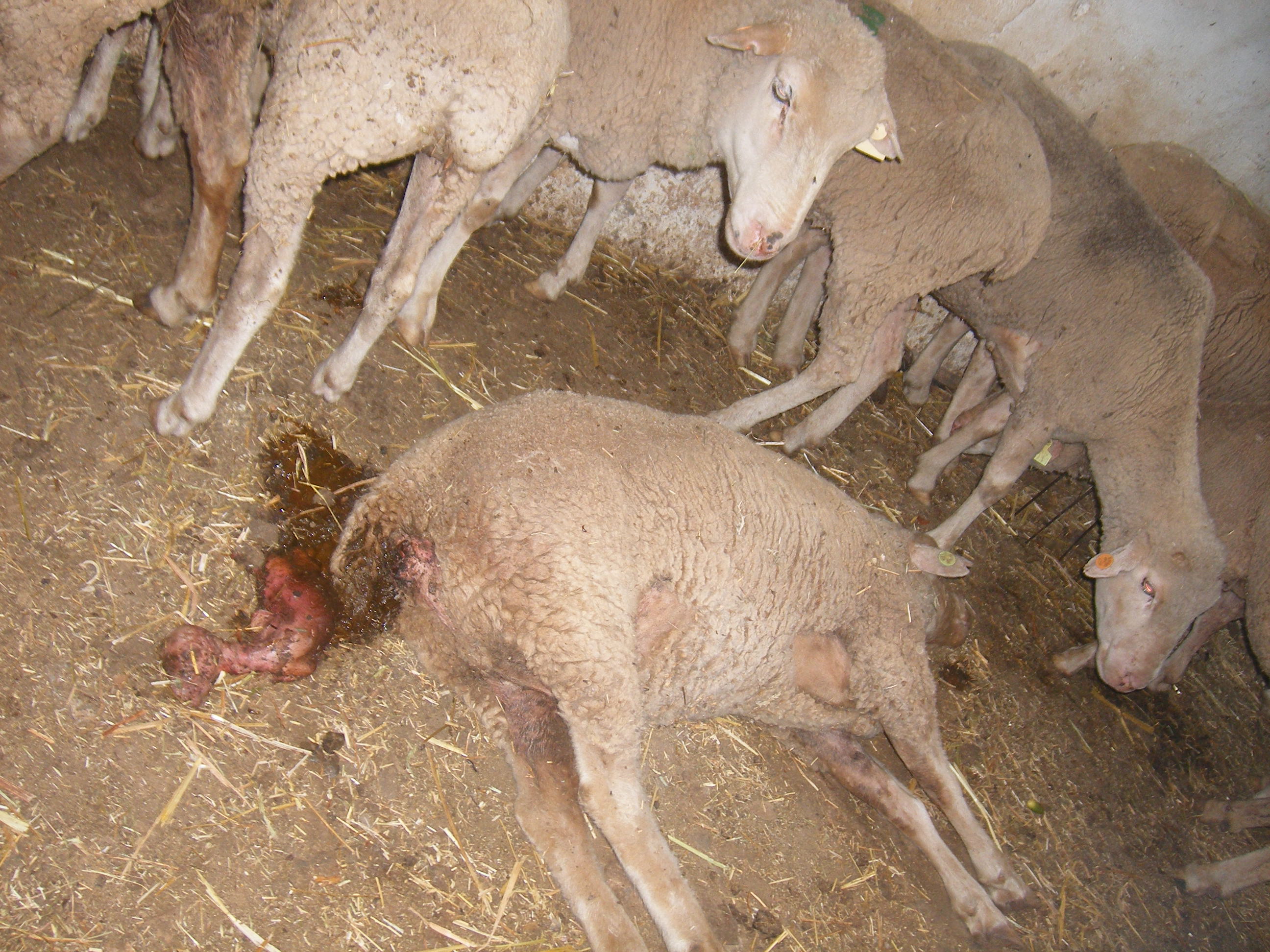 Aborto en ganado ovino