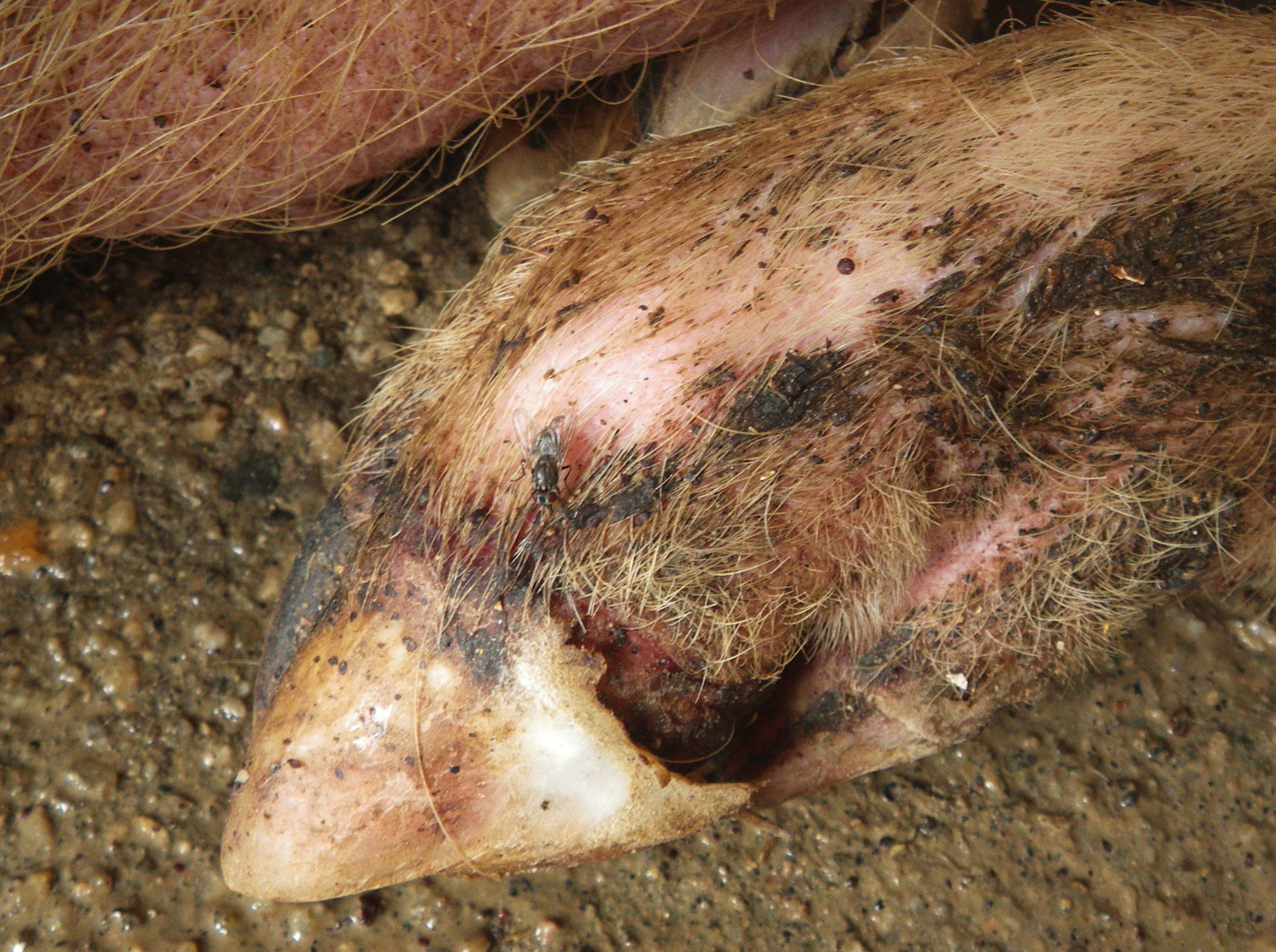 Cerdo, pezuña con lesión de más de 10 días