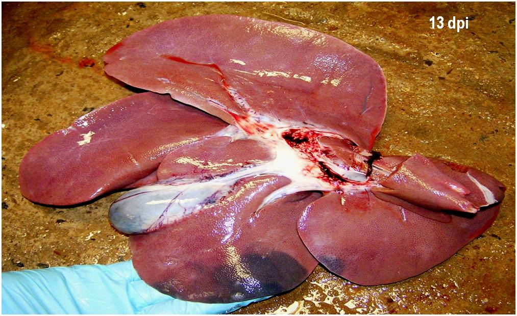 Hepatomegalia, hemorragias en lóbulos y en la pared de la vesícula biliar 