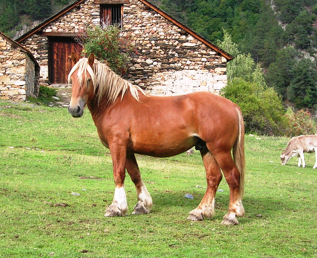 Imagen de Cavall Pirinenc Catalá (macho), autor: Jordi Jordana. Imagen facilitada por FEAGAS.