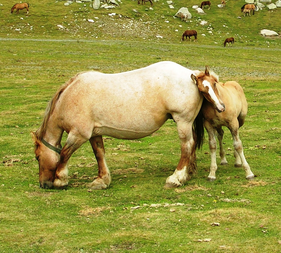 Imagen de Cavall Pirinenc Catalá (yegua con potro), autor: Jordi Jordana. Imagen facilitada por FEAGAS.