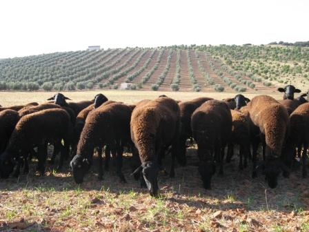 Comentario: Rebaño de ovejas de la raza Manchega Variedad Negra; 
Fotografía facilitada por FEAGAS
