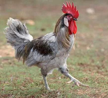 Estrategias de accesibilidad