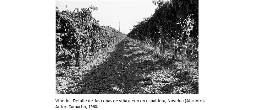 Viñedo - Detalle de  las cepas de viña aledo en espaldera, Novelda (Alicante). Autor: Camacho, 1960 