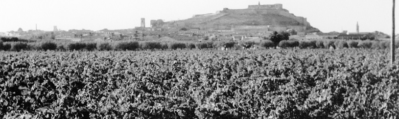 Viña de uva moscatel, Denia (Alicante). Autor: Miguel Ángel López Egea, [s.a]. Signatura: 3648-alicante