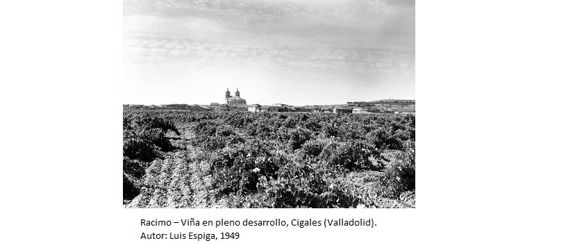 Racimo – Viña en pleno desarrollo, Cigales (Valladolid). Autor: Luis Espiga, 1949