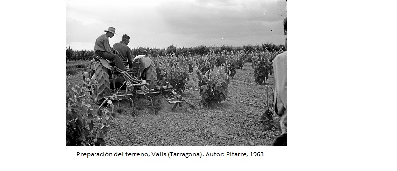 Preparación del terreno, Valls (Tarragona). Autor: Pifarre, 1963