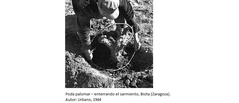 Poda palomar – enterrando el sarmiento, Biota (Zaragoza). Autor: Urbano, 1964