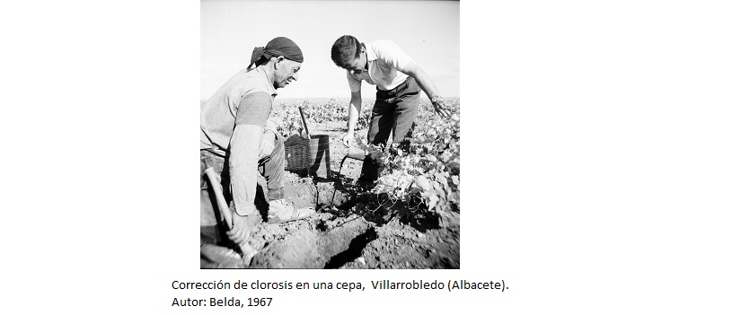 Corrección de clorosis en una cepa,  Villarrobledo (Albacete). Autor: Belda, 1967