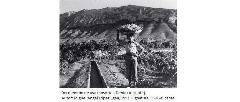 Recolección de uva moscatel, Denia (Alicante). Autor: Miguel Ángel López Egea, 1953. Signatura: 5581-alicante.