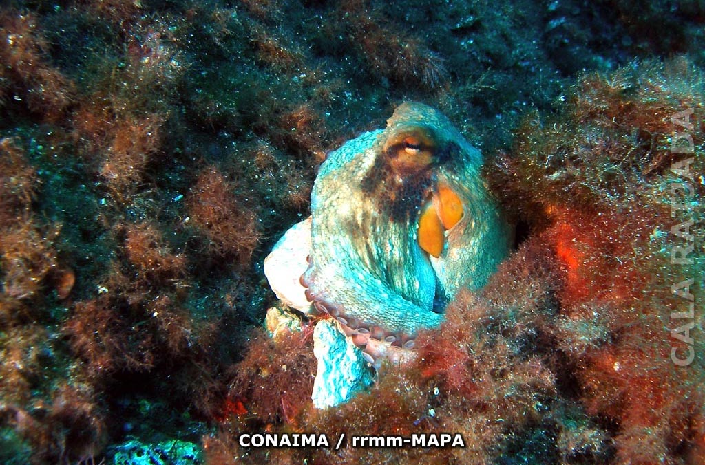 Autor: CONAIMA Titulo: Pulpo (Octopus vulgaris)