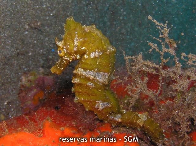 Autor: Fco. J. Alfonso Martín Título: Caballito de mar (Hippocampus hippocampus)