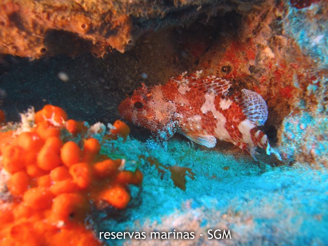 Autor: Conaima Título: Rascacio (Scorpaena porcus). Punta Marrajos