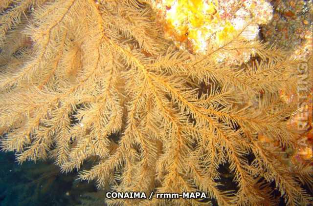 Autor: Conaima Título:Coral negro (Antiphates wallastomi). La Herradura