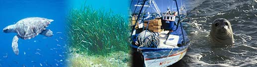 Imagen que representa los diferentes objetivos para minimizar los impactos de la pesca