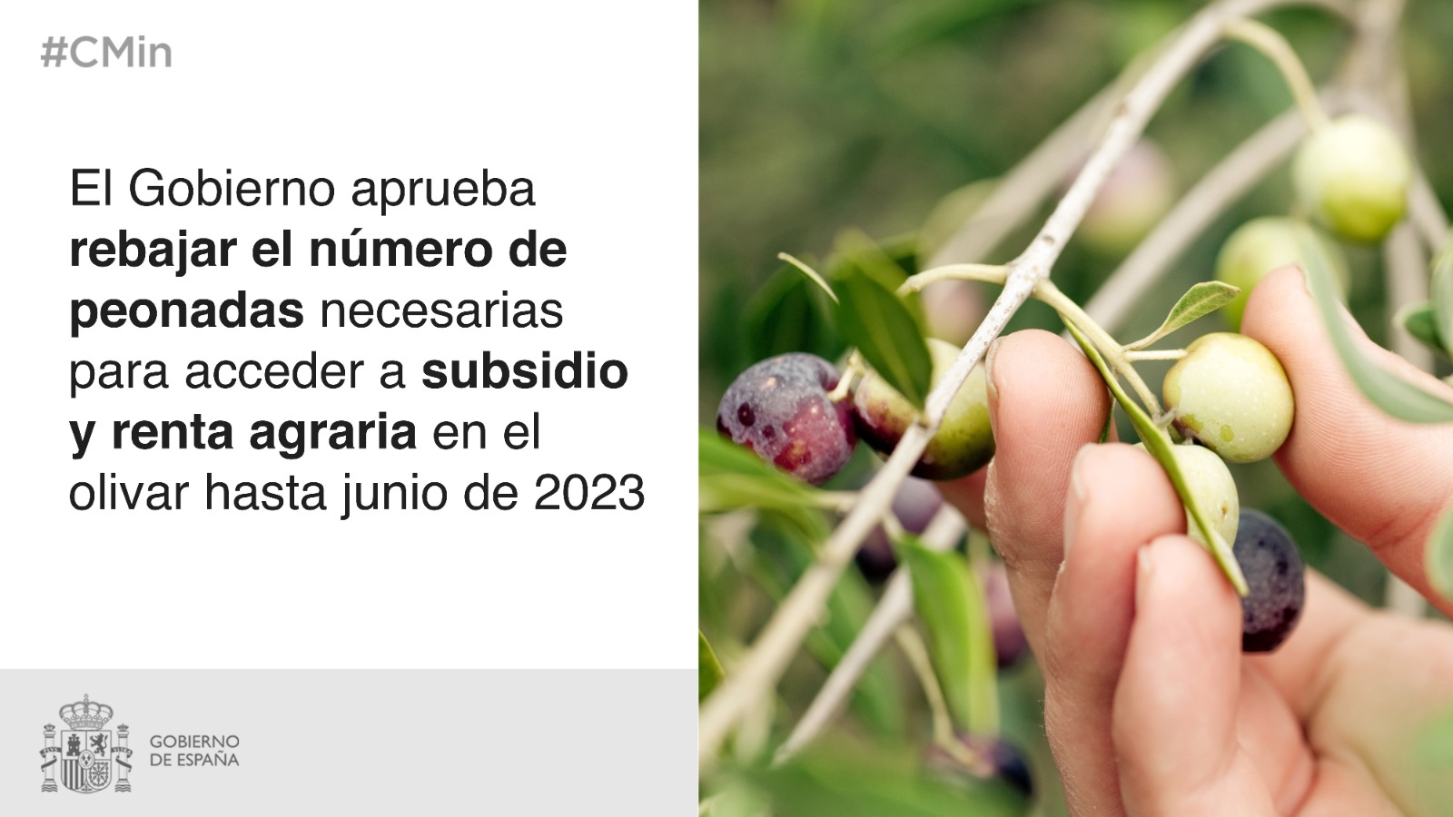 El Gobierno rebaja a 10 el número de peonadas necesarias para acceder a  subsidio y renta agraria hasta junio de 2023