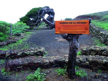 La sabina, símbolo vegetal de la isla de El Hierro