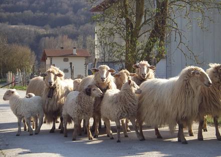 Pequeños rebaño de ovejas latxas en las cercanías de Latasa