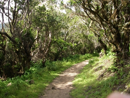 Un denso fayal-brezal sombrea el camino en algunos tramos