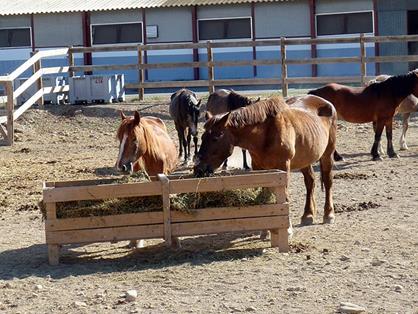 Instalaciones para alojamiento de caballos