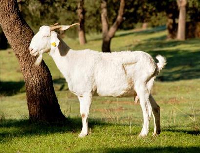 Cabra Blanca Andaluza