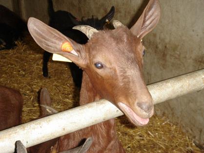 Cabra Murciano-Granadina identificada con crotal electrónico
