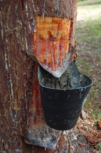 Detalle de pino resinero (Pinus pinaster) en resinación
