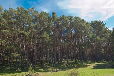 Pinar de pino silvestre (Pinus sylvestris)