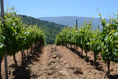 Las viñas que darán origen al vino con Denominación de Origen Valdeorras
