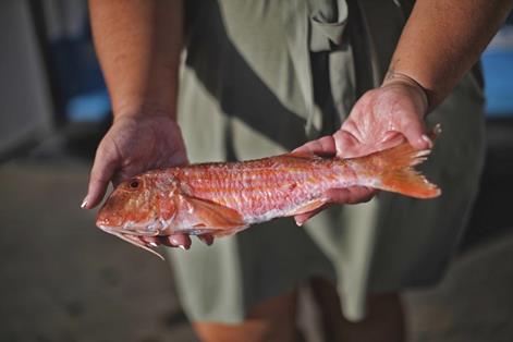 Una trabajadora de la lonja de Carboneras muestra el pescado fresco