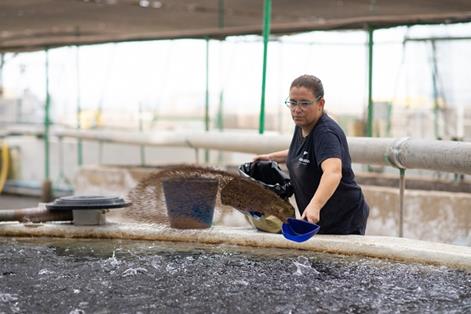 Trabajadora en instalaciones de acuicultura continental para el cultivo en tierra en la localidad de San Bartolomé de Tirajana