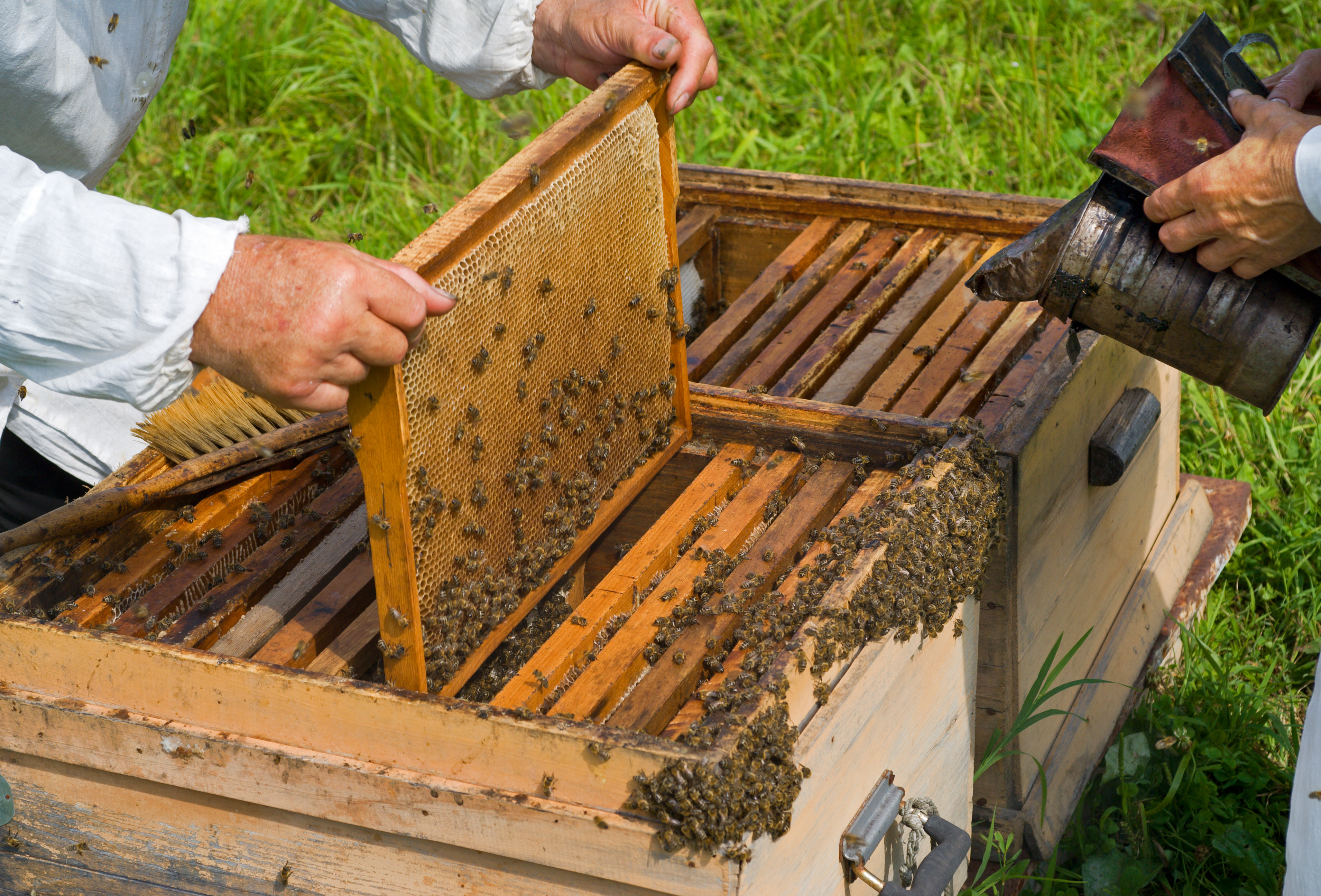 apicultura_tcm7-404730_noticia
