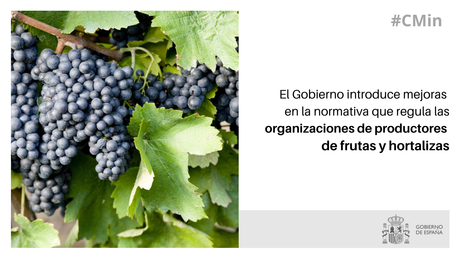 El Gobierno introduce mejoras en la normativa que regula las organizaciones de productores de frutas y hortalizas