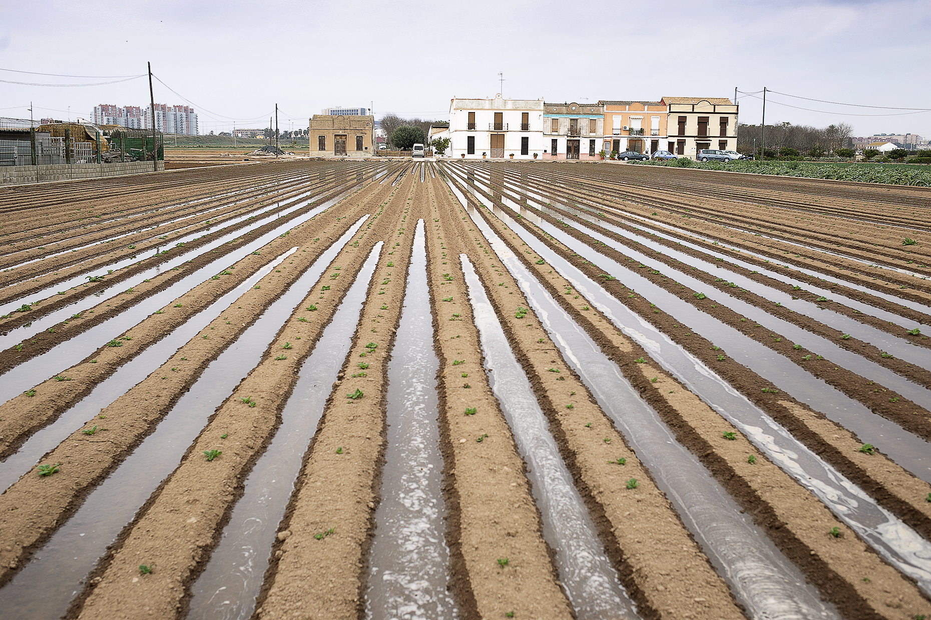 irrigatedfield2