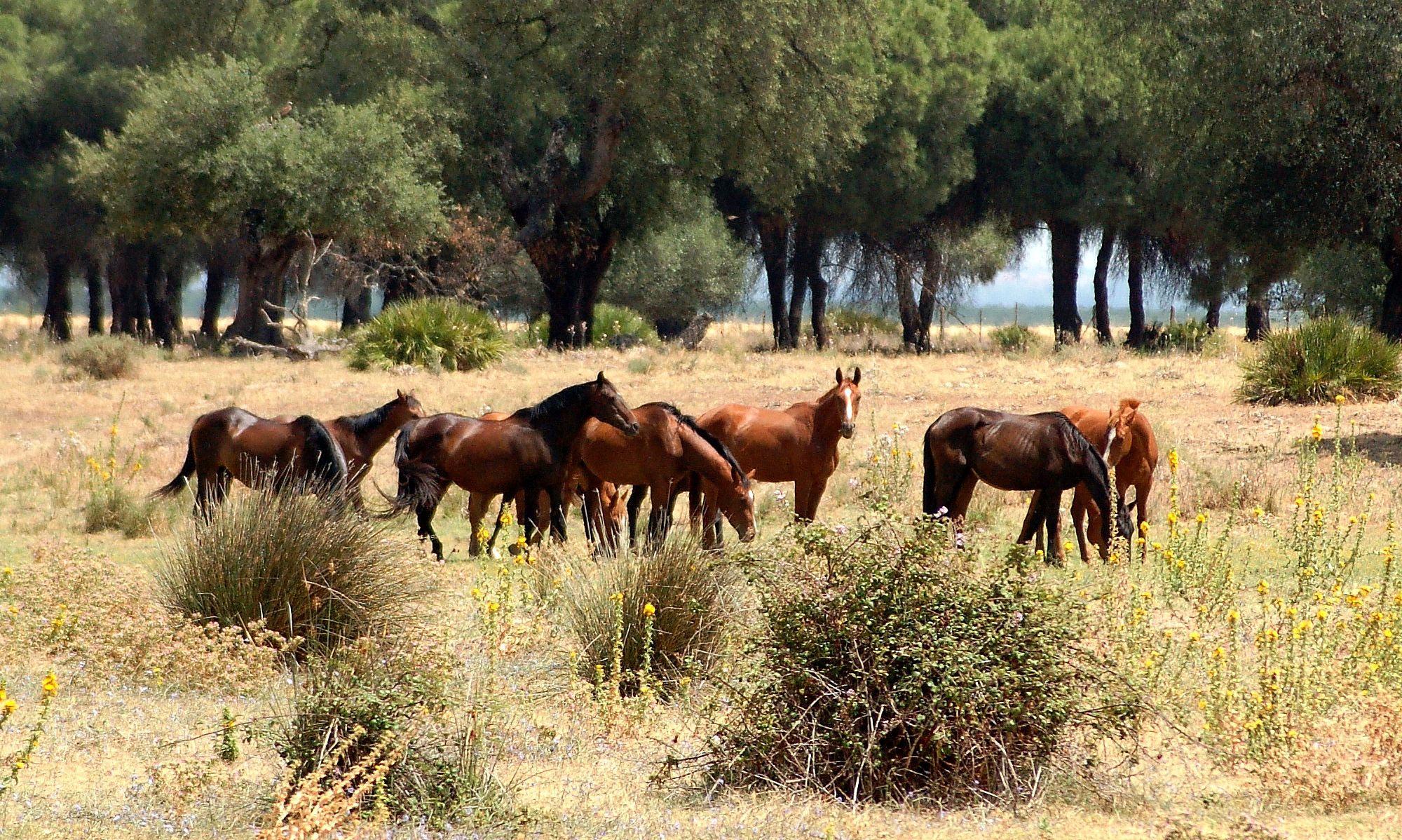 Imagen facilitada por la  ASOCIACIÓN ESPAÑOLA DE CRIADORES DE CABALLOS ANGLO-ÁRABES  (AECCAá).
Año: 2012.
Manada de caballos en su medio natural. 