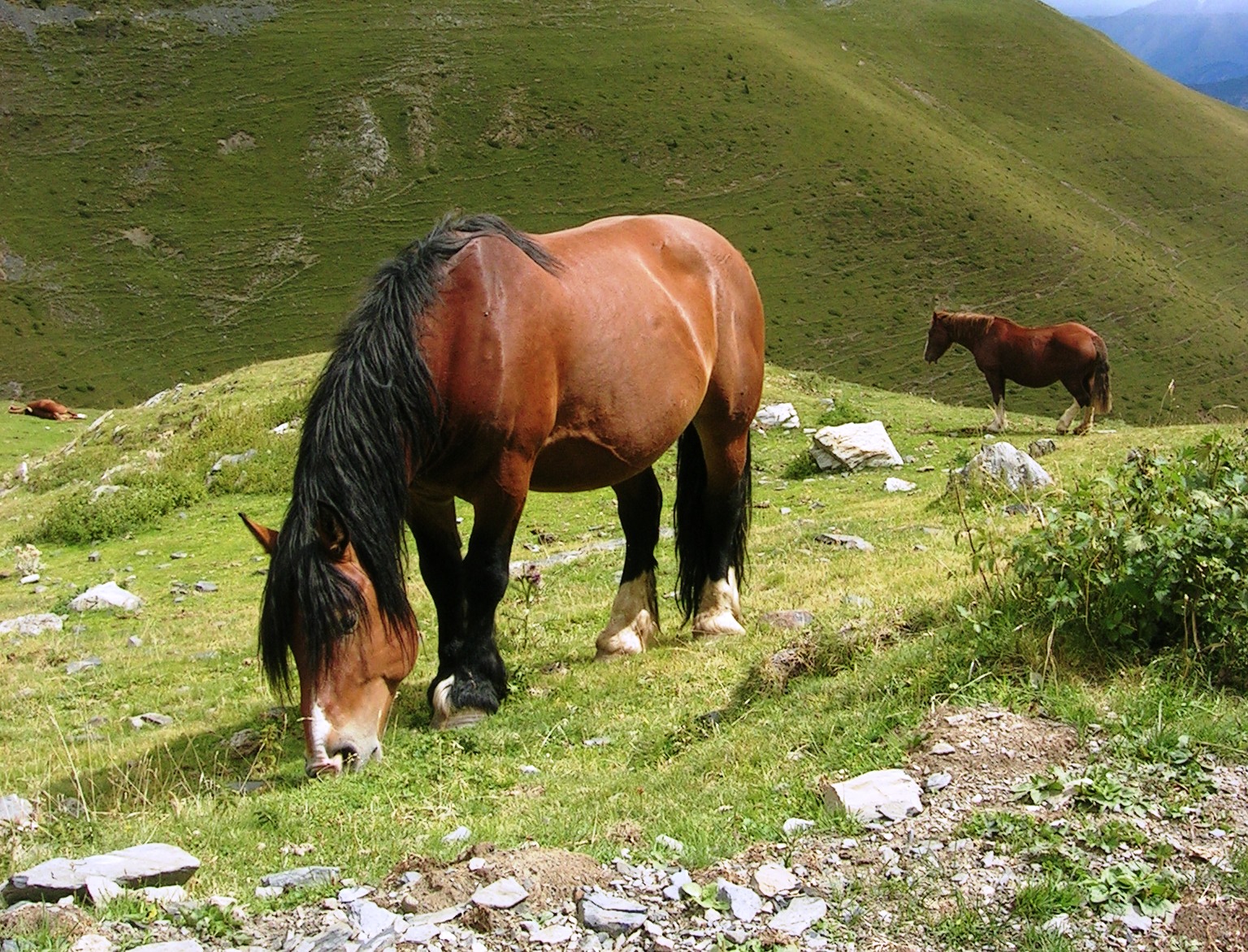 Imagen de Cavall Pirinenc Catalá (macho), autor: Jordi Jordana. Imagen facilitada por FEAGAS.