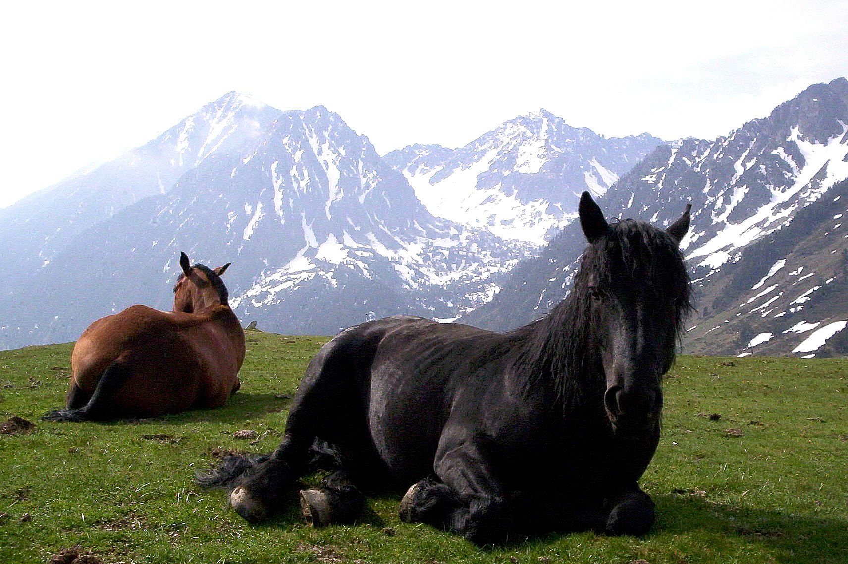Imagen de Cavall Pirinenc Catalá (animales en su medio natural), autor: Jordi Jordana. Imagen facilitada por FEAGAS.