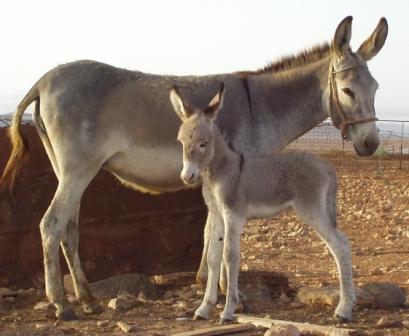 Autor: SOO. Grupo para la conservación y fomento del burro Majorero; 
Año: 2003; 
Sexo: Hembra; 
Comentario: Hembra y cría en su entorno natural